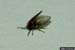 drain fly